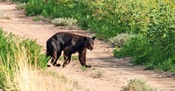 Four bears killed on Interstate 25 south of Santa Fe