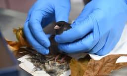 Humane Ways to Prevent Wildlife Conflicts This Summer