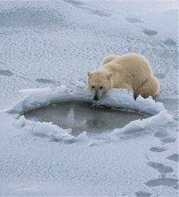 Conservation and Management of Polar Bears in Canada