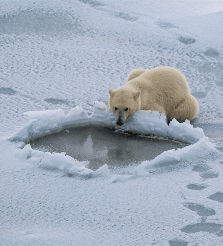 Conservation and Management of Polar Bears in Canada