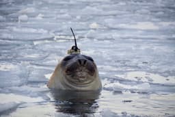 Ocean Observations Underpinning Climate Forecasts Are at Risk Just When the World Needs Foresight the Most