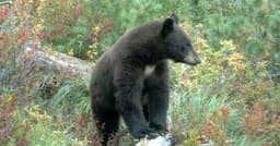 The bear that wouldn't stop breaking into Fremont County ...