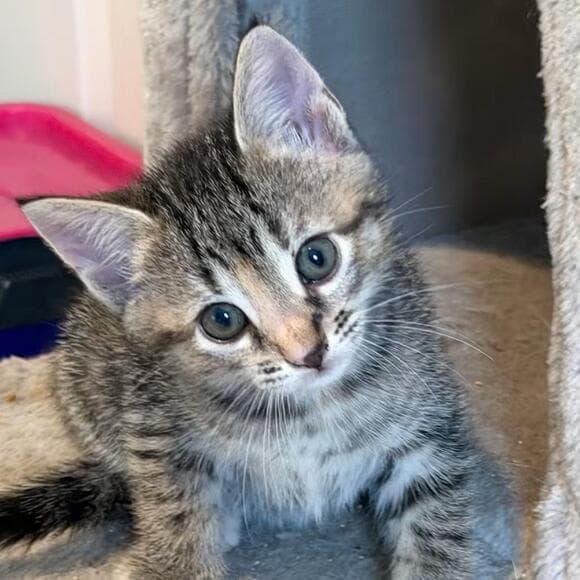 🐱 Playful & Sweet Cats Ready for Adoption in Santa Rosa Beach