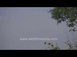 Dense Swarm of Flying Locusts in the Atmosphere