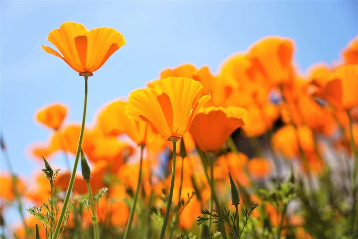 Master Gardeners Workshop - City of Palo Alto