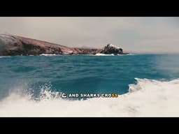 Why Sharks Attack Humans: The Science Explained
