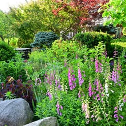 Low Maintenance Flowers in Tingshu's Garden