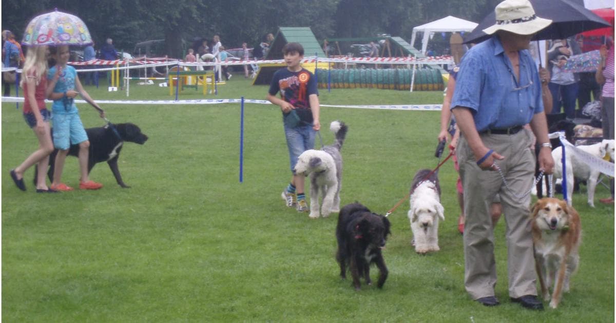 Rise in owner-handled success at AKC shows + global events (ongoing)