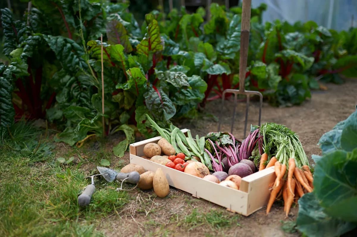 10 Vegetables That Thrive in the Shade, According to ...