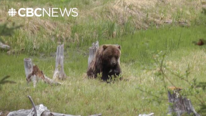 Proposal to hunt grizzly bears in Alberta faces pushback | Watch