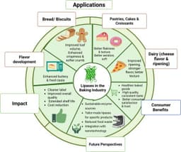 Redefining bakery science: The evolving role of lipases for ...