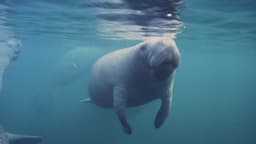 Changes to the Endangered Species Act threaten ...
