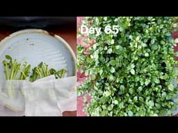 How to Grow Watercress at Home | Easy Vegetables growing | New Method