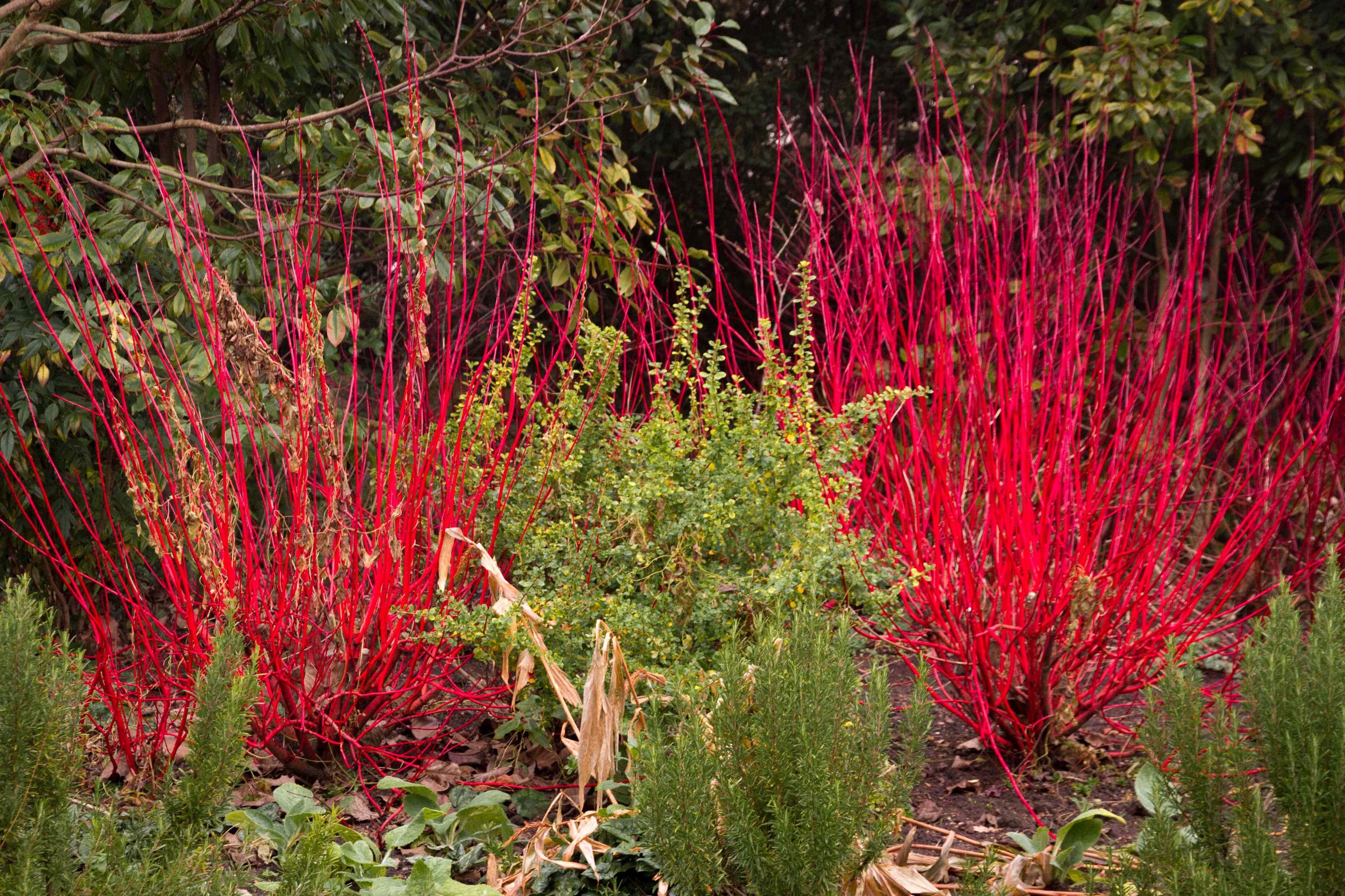 7 Perennial Shrubs You Can Plant Right Now That Will ...