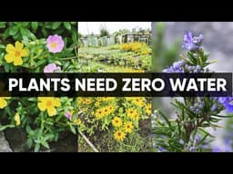 7 “Impossible to Kill” Food Plants That Barely Need Water! 🌱🔥