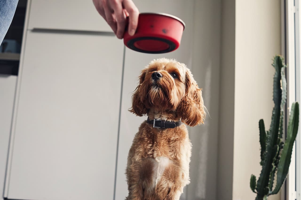 Dog food recalled in 9 states: Throw away immediately