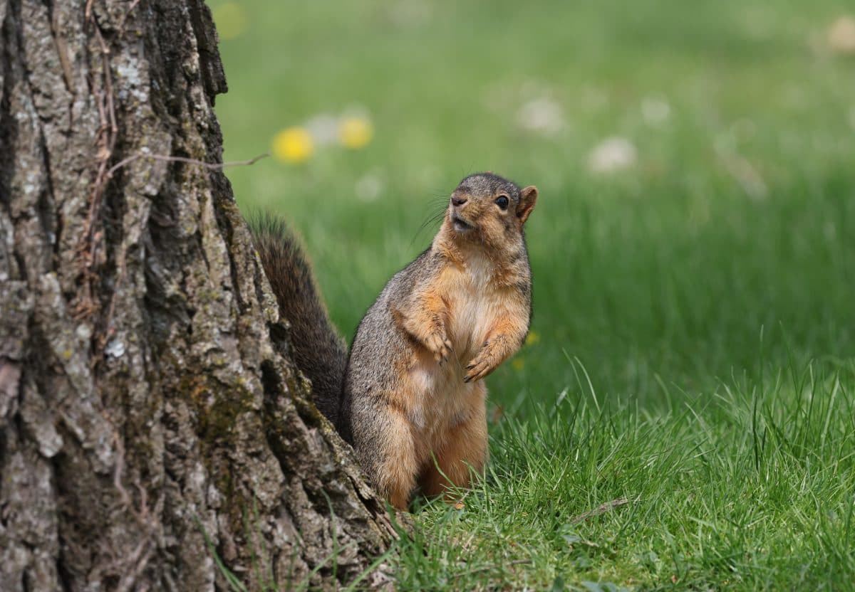 Squirrel in the substation? Mass power outage apparently caused ...