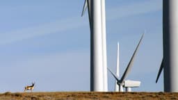 The energy transition persists, in spite of Trump