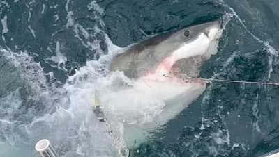 1400-pound white sharks tracked to Georgia, South Carolina waters