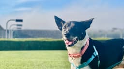At Annual Gala, Hancock County SPCA Celebrates Rescues—and the People Behind Them.