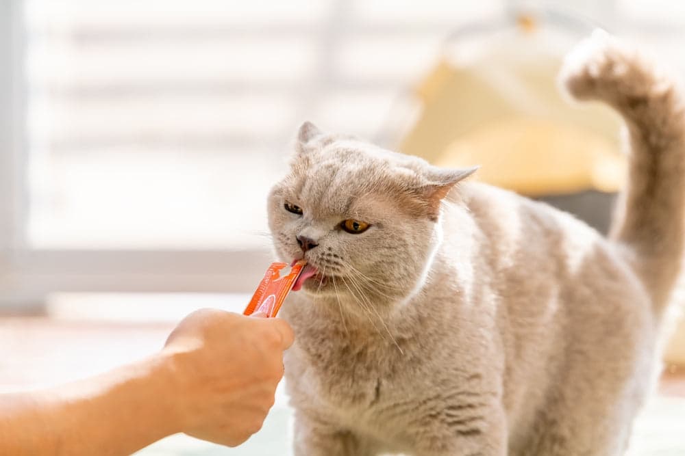 Vet-Approved Guide: The Purrfect List of Homemade Cat Treat ...