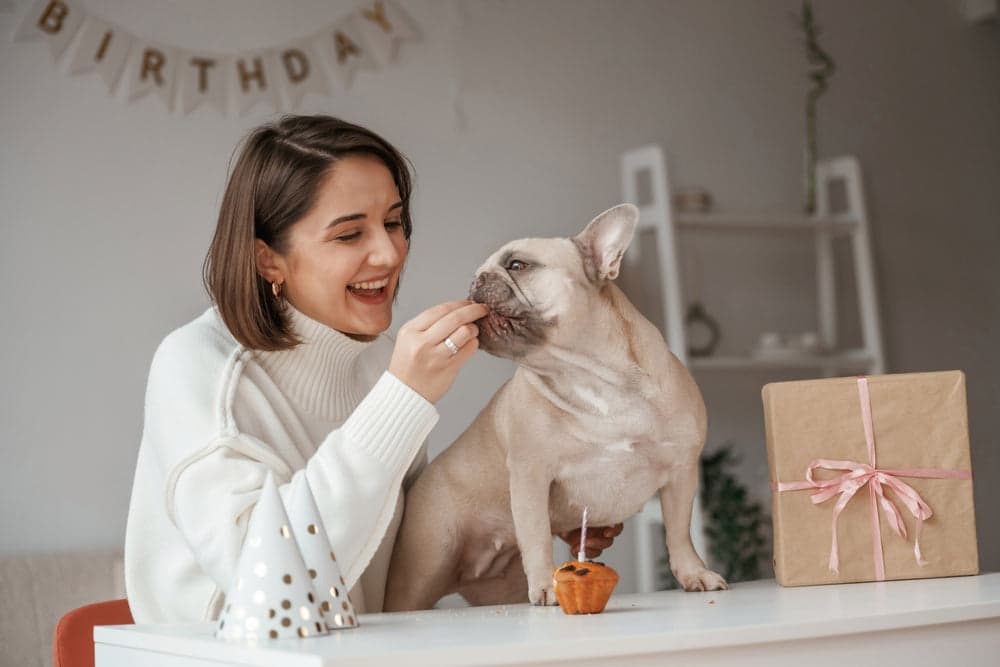 Dog Food Toppers: A Vet Guide to Whether They're Right for ...