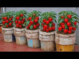 Don’t Throw Away Old Sacks! Grow Bell Peppers This Way for Bigger, Heavier Harvests!
