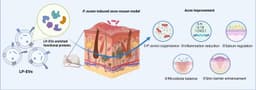 Lactobacillus-derived extracellular vesicles provide multi-target acne treatment by enriched proteins and skin microbiota protection | Journal of Nanobiotechnology | Springer Nature Link