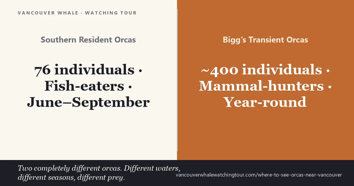 Where to See Orcas Near Vancouver — Salish Sea & Gulf Islands