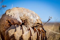 Bringing Together Six Leaders in the Field of Pangolin ...
