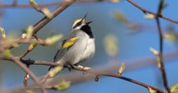 Spring Bird Surveys Show the Value of Habitat Restoration ...