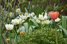 When Do You Plant Tulips in Colorado? Best Timing Guide