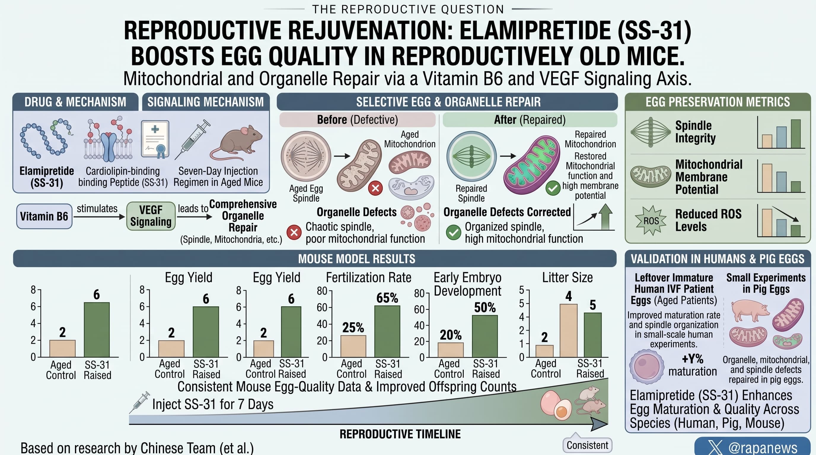Short Treatment With SS-31 (Elamipretide) Peptide ...