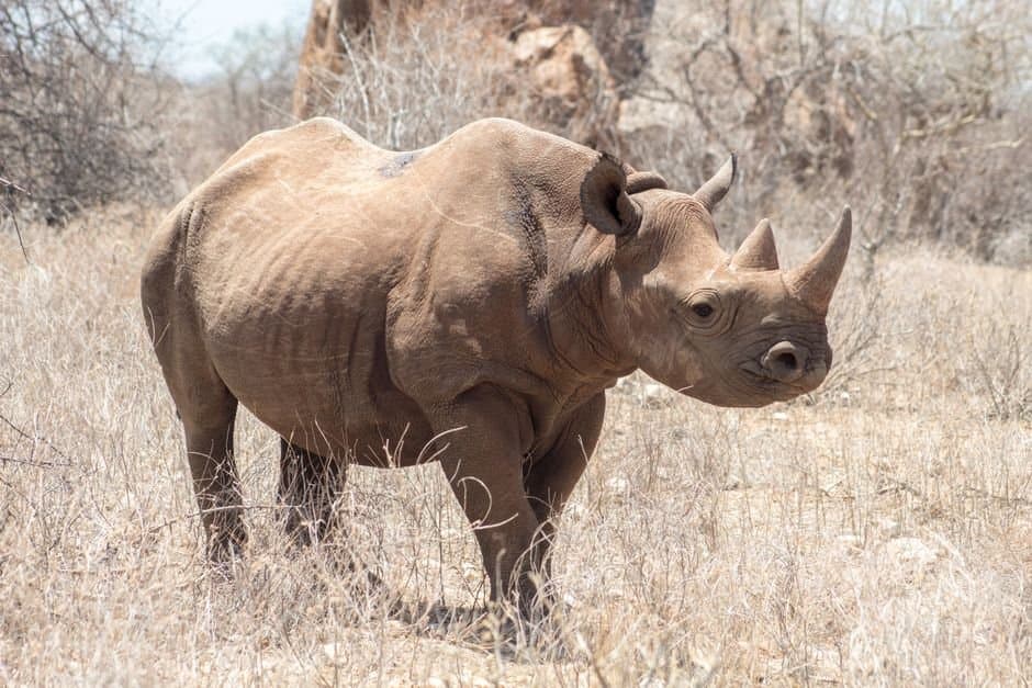 U.S. Wildlife Official With Breeding Industry Ties to Lead ...