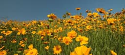 Why Every Native Garden Needs Coreopsis