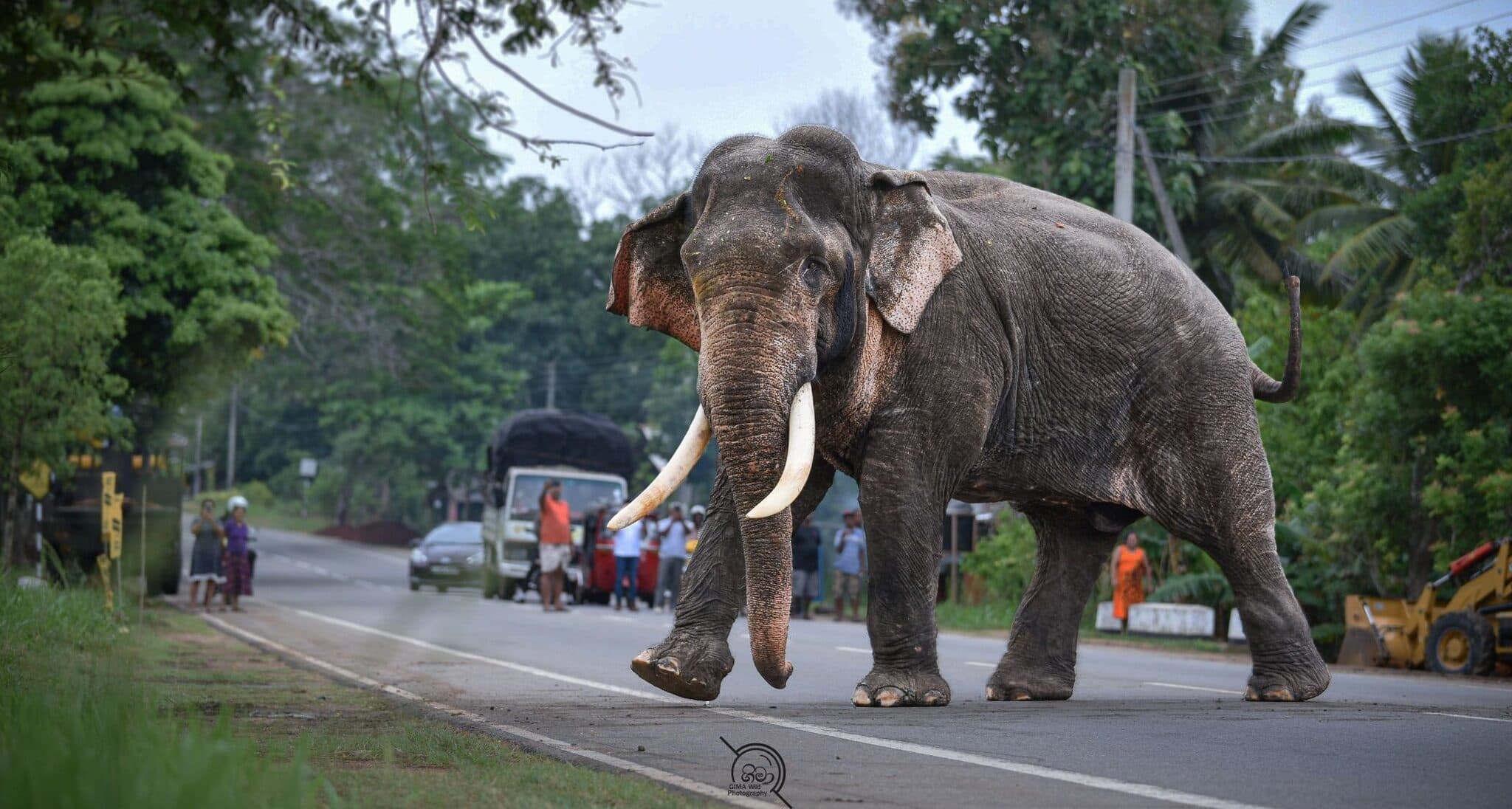 HWC policies: WA wolves/CO bears/big cats/India conflicts/Tanzania elephants + urban foxes/coyotes/NZ cats + CO overpass + TX ghost wolves + Swiss browsing + AZ Mexican wolf + SC alligators + India leopards + deer overpop + AI deterrence