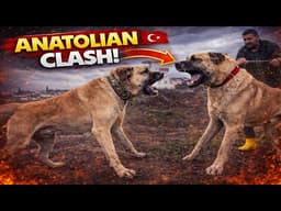 The Biggest Anatolian Shepherds I’ve Ever Seen (Massive Dogs) - E06