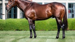 Juvenile Sale Power Rankings: Freshman Flightline Tops ...