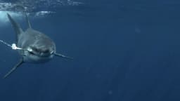 SHARKIVES Ep. 16 | TIME ON THE WATER vs. A 4,000 LB SHARK