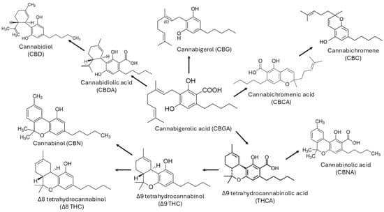 Cannabinoid Therapies in Less-Common Disorders: Clinical Evidence and Formulation Strategies