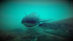 Scientists and fishermen united for shark conservation in Río Negro: a joint effort in Norpatagonia - Noticias Ambientales