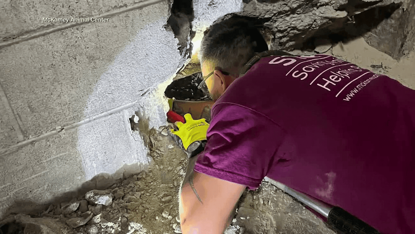 Dog recovering after rescue from beneath donation center