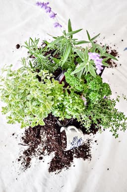 Herb Container Gardening: The Ultimate Guide To the Best Herbs To Use - StoneGable