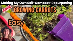 How to Plant Carrots in *FREE Soil Compost Container ...