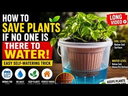 No One To Water Your Plants? Do This! 🌿