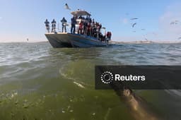 Disappearing great white sharks raise alarm over South Africa's marine ...