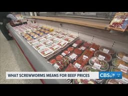 Experts warn screwworm outbreak could raise beef prices ...