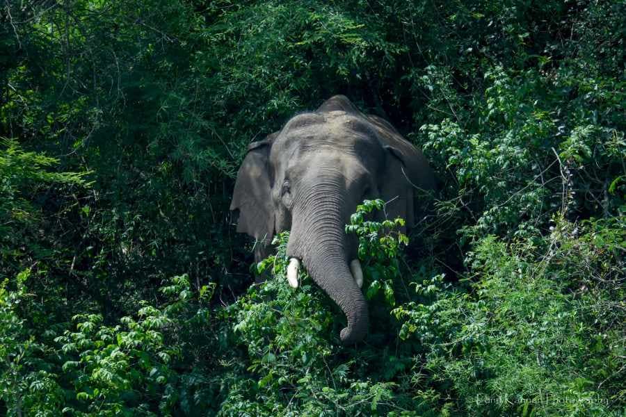 Kerala: 80-year-old worker killed by wild elephant ; human ...
