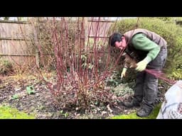 Now is the Time to CUT Back your DOGWOOD 