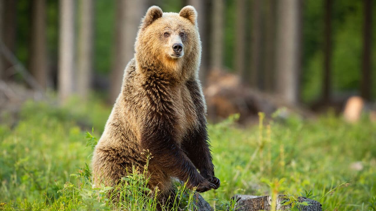 Bear monitoring group launches in Polish mountains